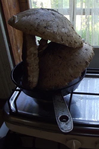 Можно ли жарить грибы без отваривания?