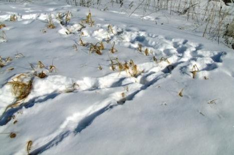 Следы зверей на снегу. Кто ходит по лесу зимой