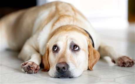 Как узнать возраст собаки без документов? Когда собака становится старше владельца?