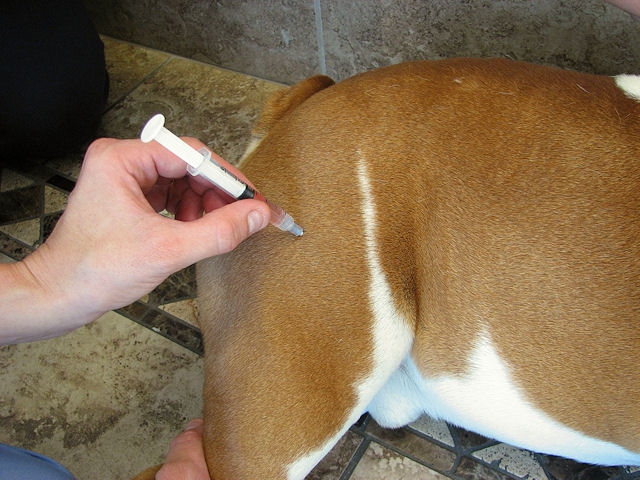 Препарат «Веракол» для собак: инструкция по применению