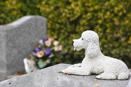 Кладбище домашних животных. Где похоронить домашнее животное? Ритуальные услуги для животных
