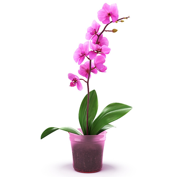 Кашпо для орхидей, условия содержания растений