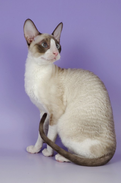 Порода кошек корниш-рекс: характер, фото, цены и отзывы