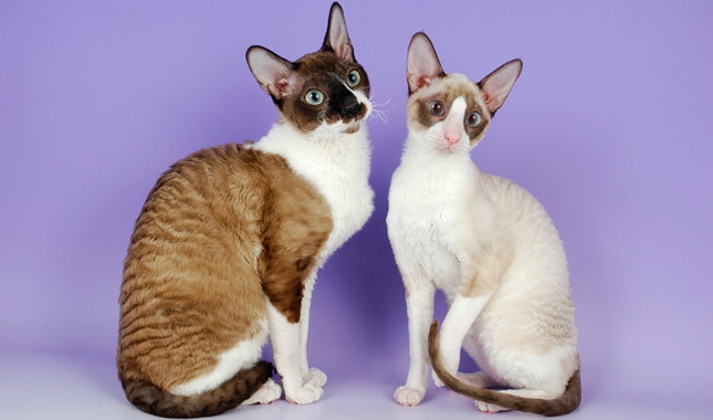 Порода кошек корниш-рекс: характер, фото, цены и отзывы