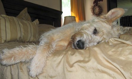 Порода собак ирландский волкодав: описание, характер и цена щенков